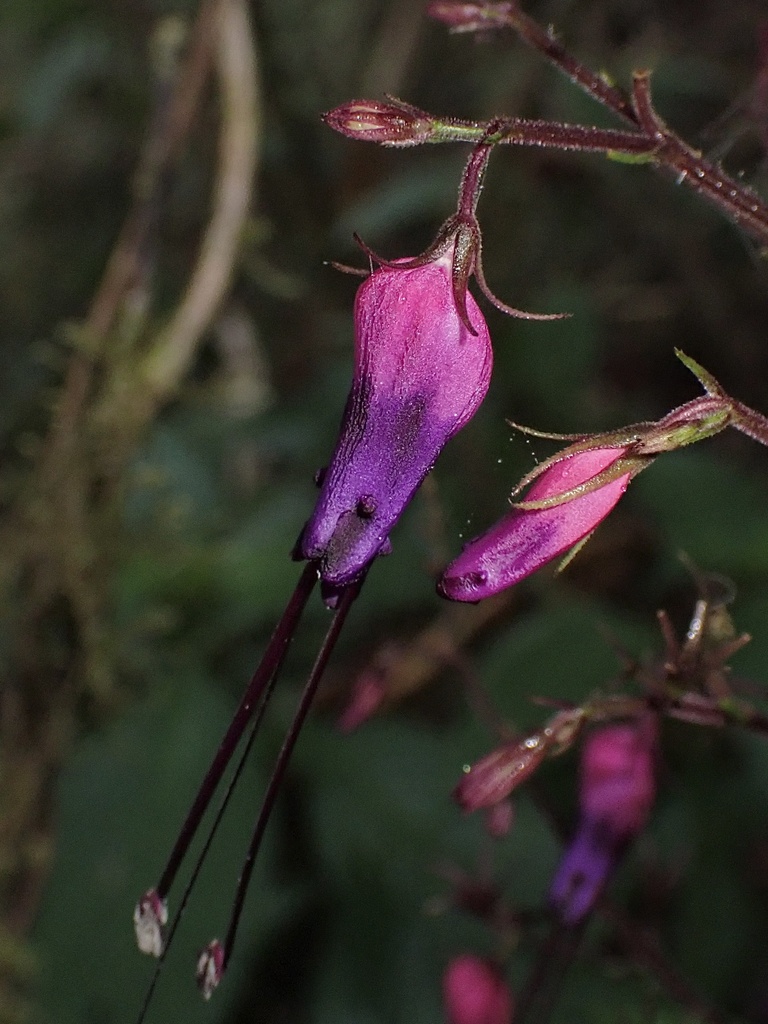 Stenostephanus magdalenensis