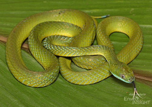 Günther's Green Tree Snake