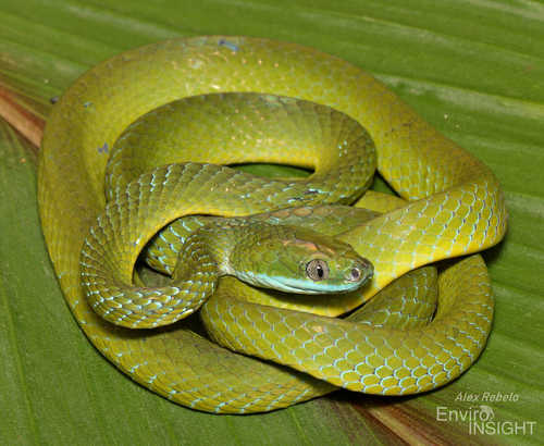 Photo of a Günther's Green Tree Snake (Dipsadoboa unicolor)