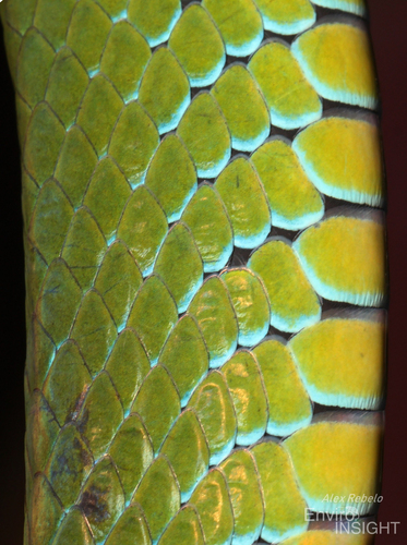 Günther's Green Tree Snake