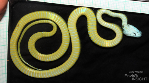 Günther's Green Tree Snake