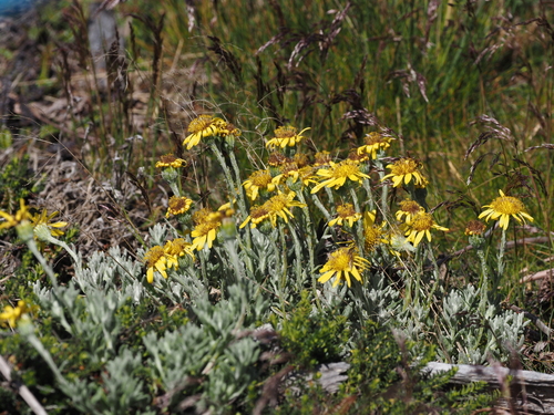 Image of Senecio falklandicus by (c) Rosario, some rights reserved (CC BY)