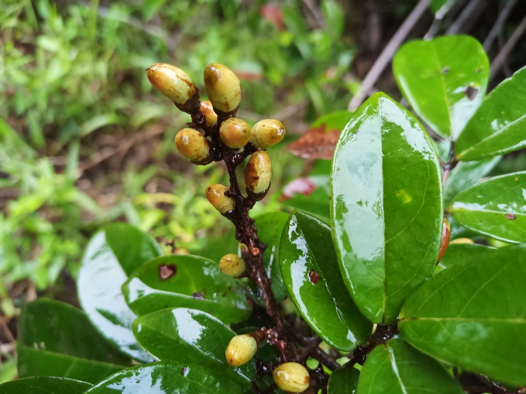 Rourea frutescens (Rourea frutescens)