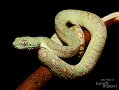 Green Bush Viper photo 2