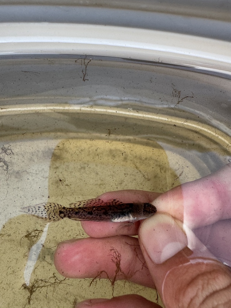 Emerald Goby