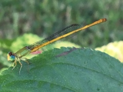 Ceriagrion coromandelianum