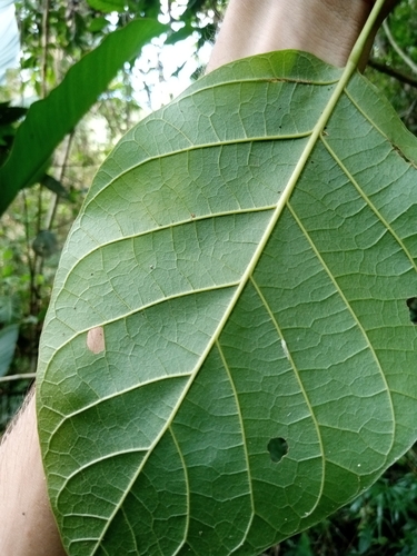 Foto de Suaruba