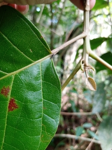 Foto de Suaruba