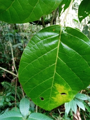 Foto de Suaruba