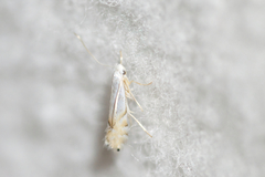 Phyllonorycter clemensella