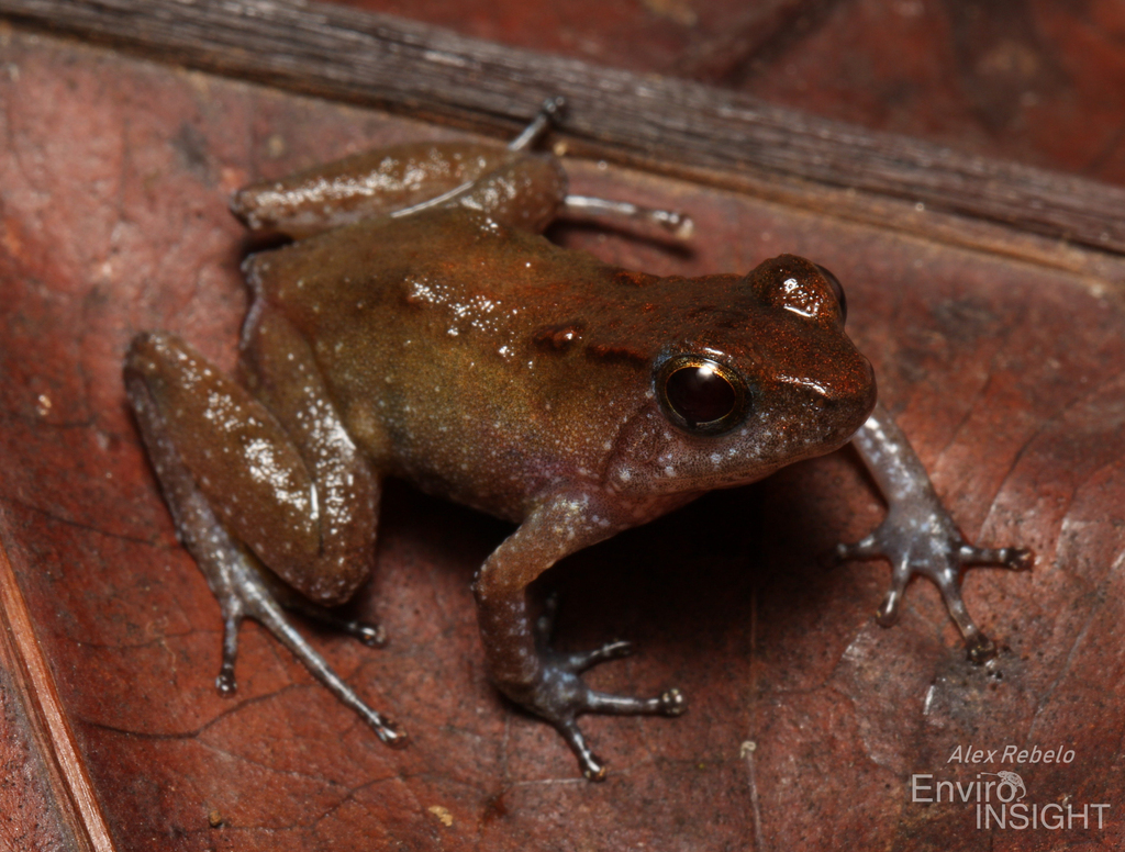 Tokba River Frog