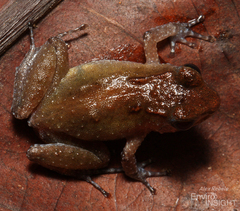 Tokba River Frog photo 5