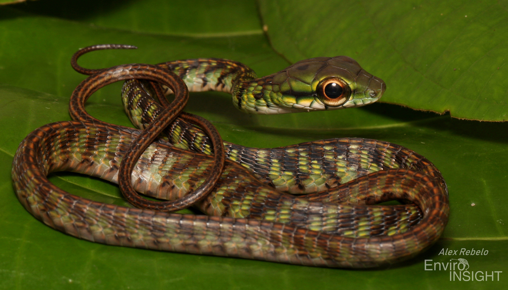 Large-Eyed Green Treesnake