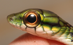Large-Eyed Green Treesnake photo 4