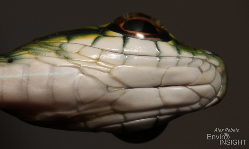 Large-eyed Green Treesnake