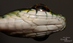 Large-Eyed Green Treesnake photo 5