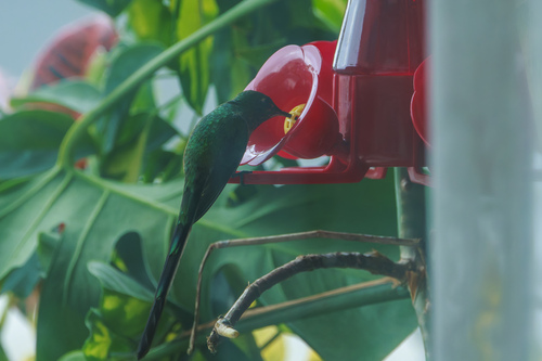 Green-tailed Trainbearer (Lesbia nuna), photo 6