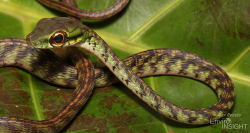 Large-eyed Green Treesnake