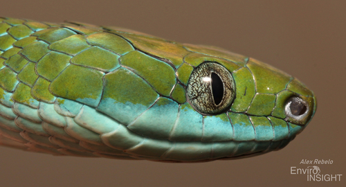 Günther's Green Tree Snake