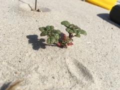 Amaranthus pumilus