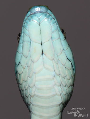 Günther's Green Tree Snake