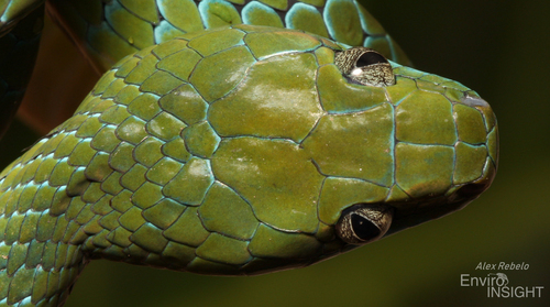 Günther's Green Tree Snake