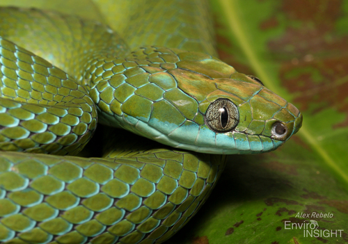 Günther's Green Tree Snake