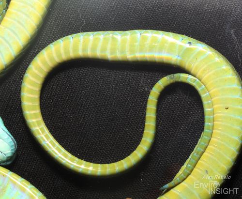 Günther's Green Tree Snake