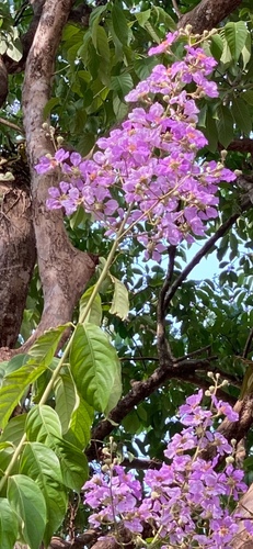 Foto de Resedá-flor-da-rainha
