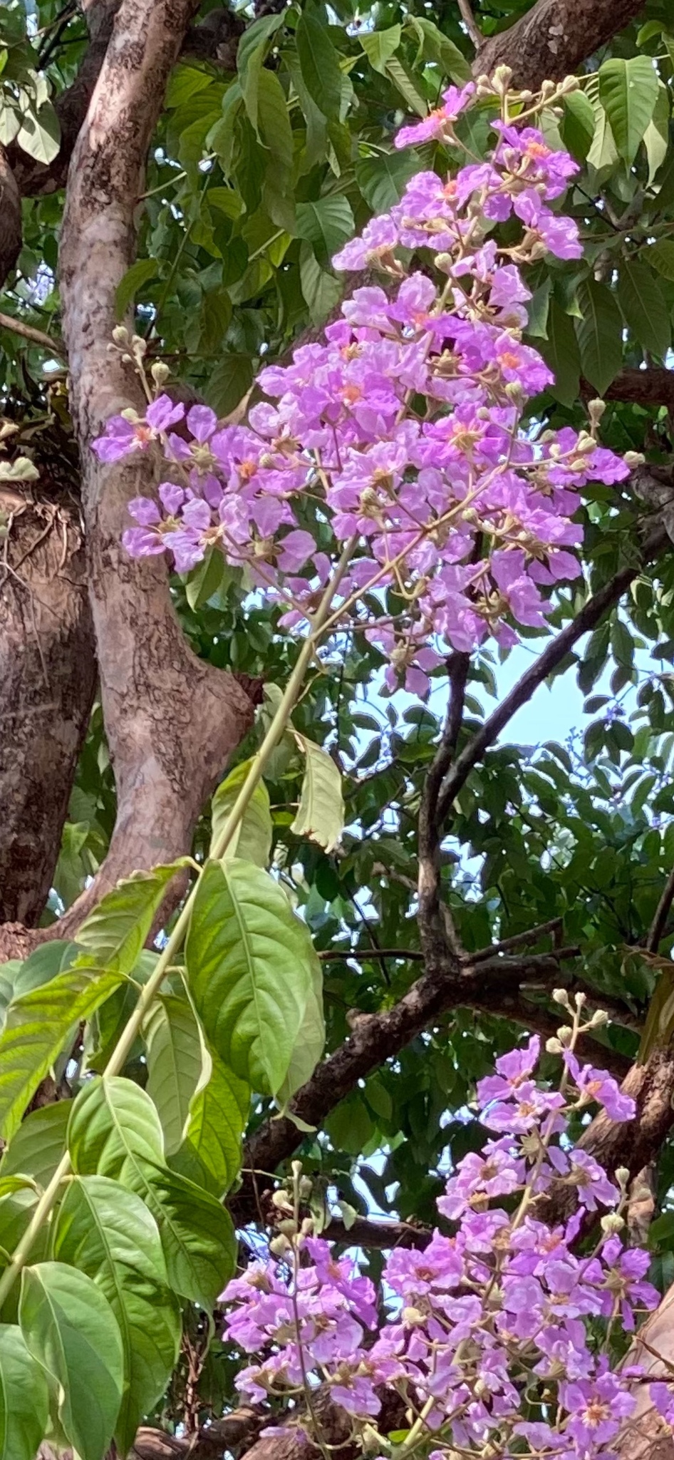 Imagem de Resedá-flor-da-rainha