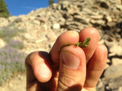 Cryptogramma cascadensis