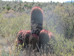Ferocactus pilosus
