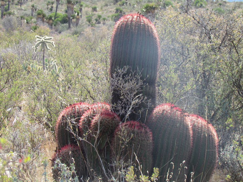 Ferocactus pilosus  iNaturalist