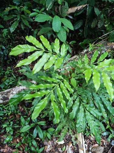Touroulia guianensis (Touroulia guianensis)