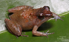 Tokba River Frog photo 2