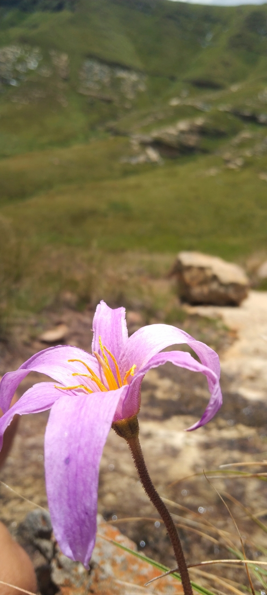 Imagem de Flor-da-ressurreição