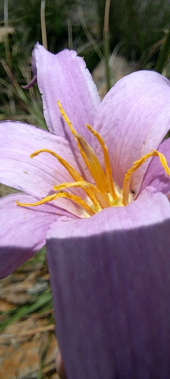 Imagem de Flor-da-ressurreição