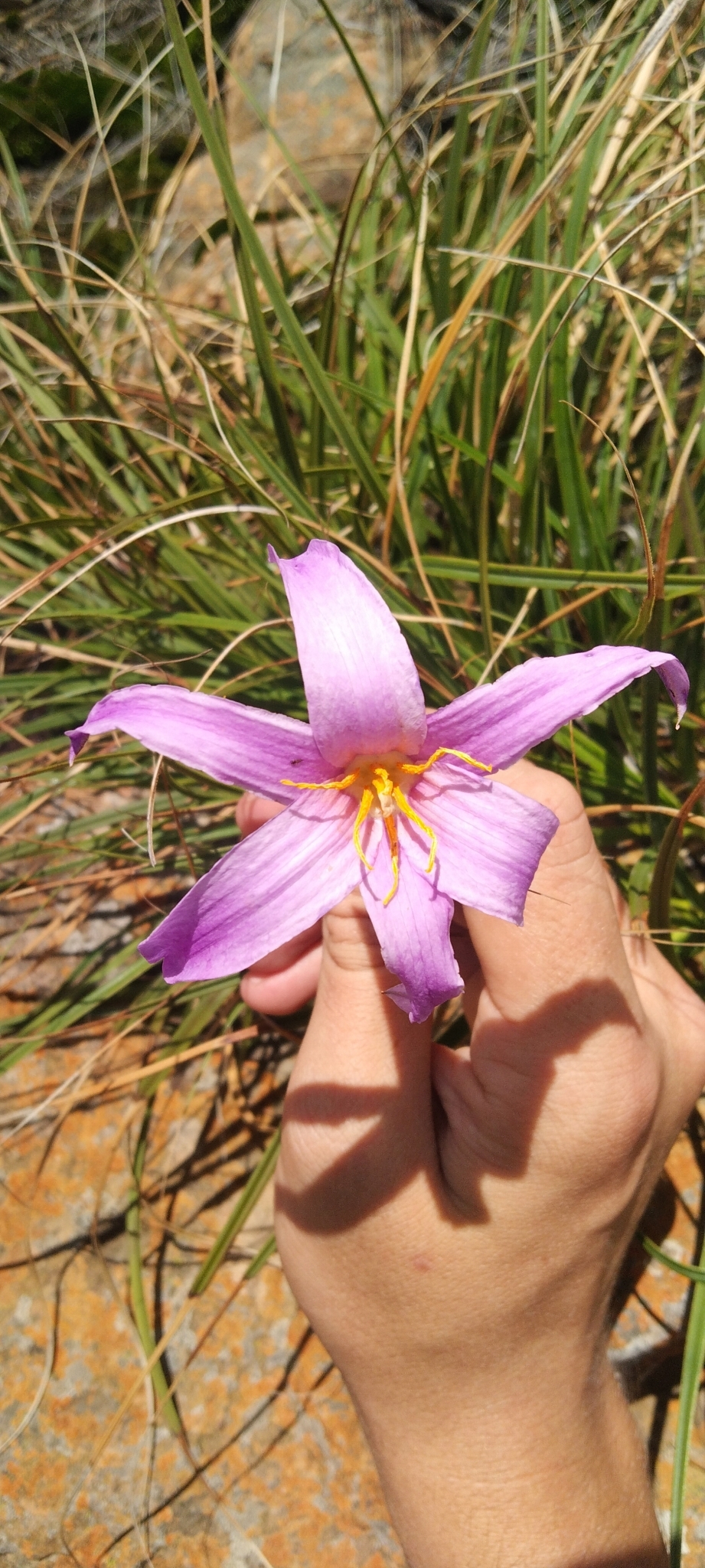 Imagem de Flor-da-ressurreição