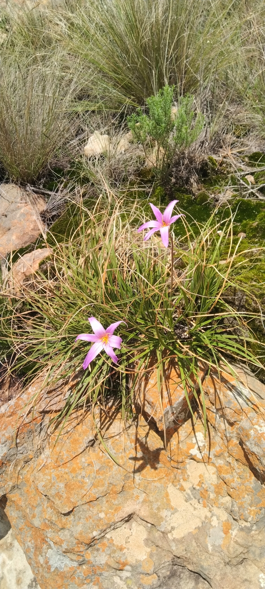 Imagem de Flor-da-ressurreição