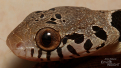 Blandings Tree Snake photo 3