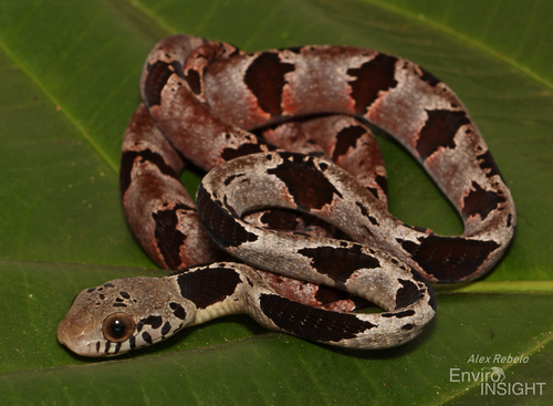 Toxicodryas