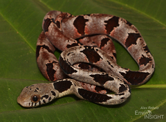 Blandings Tree Snake photo 1