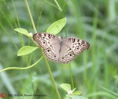 Junonia atlites