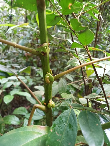Foto de Suaruba