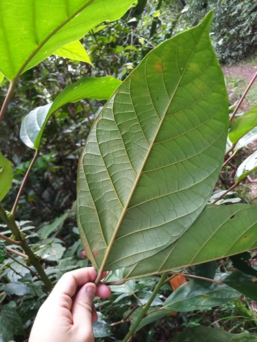 Foto de Suaruba