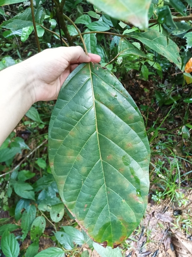 Foto de Suaruba