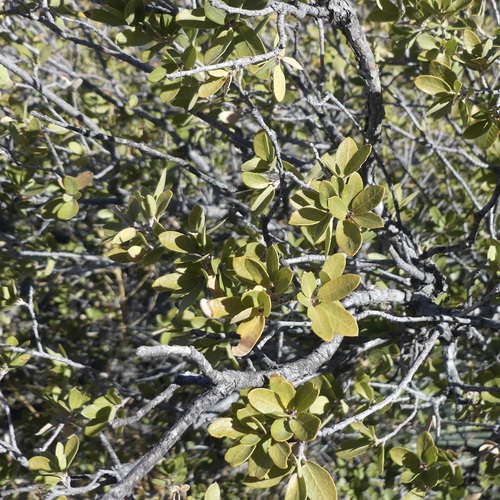 Image of Quercus toumeyi by (c) Sue Carnahan, some rights reserved (CC BY)