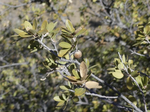 Image of Quercus toumeyi by (c) Sue Carnahan, some rights reserved (CC BY)