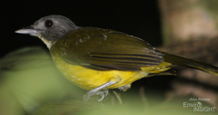 Grey-Headed Bristlebill photo 4