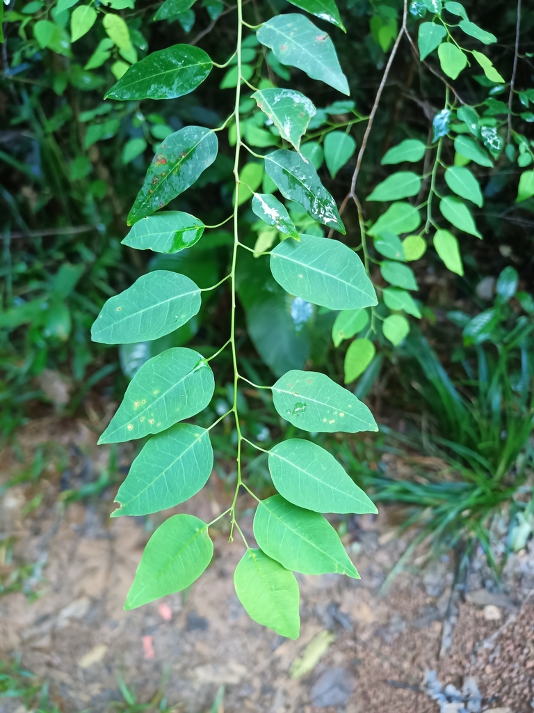 Foto de Tapiá